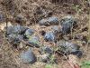 DSC04870_resize.JPG