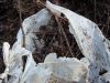 DSC04878_resize.JPG